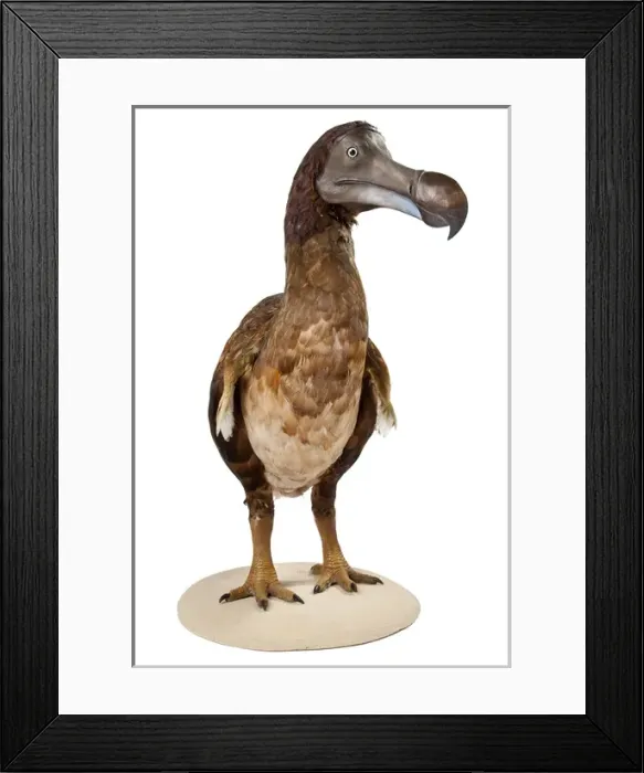 Framed Print : Raphus cucullatus, Dodo Framed Print : Raphus cucullatus, Dodo