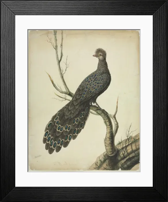Framed Print : Grey Peacock-Pheasant Framed Print : Grey Peacock-Pheasant