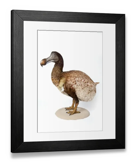 Framed Print : Raphus cucullatus, Dodo Framed Print : Raphus cucullatus, Dodo
