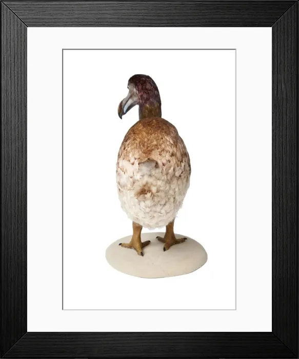 Framed Print : Raphus cucullatus, Dodo Framed Print : Raphus cucullatus, Dodo