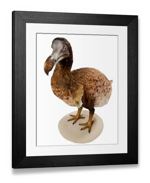 Framed Print : Raphus cucullatus, Dodo Framed Print : Raphus cucullatus, Dodo