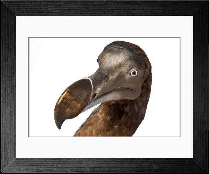 Framed Print : Raphus cucullatus, Dodo Framed Print : Raphus cucullatus, Dodo