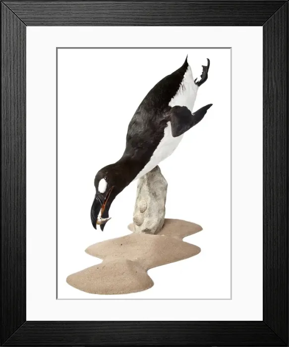 Framed Print : Pinguinus impennis, Great Auk Framed Print : Pinguinus impennis, Great Auk