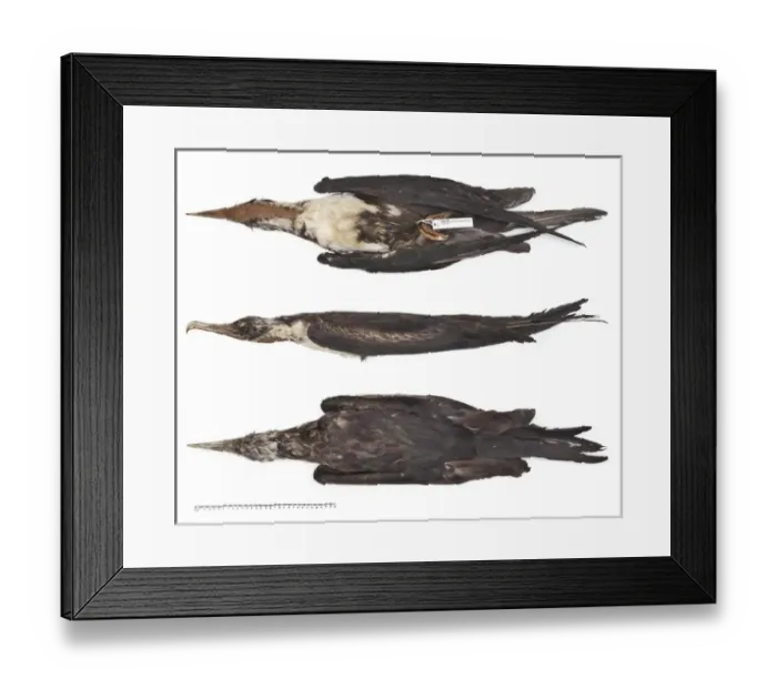 Framed Print : Great frigatebird, Fregata minor nicolli Framed Print : Great frigatebird, Fregata minor nicolli