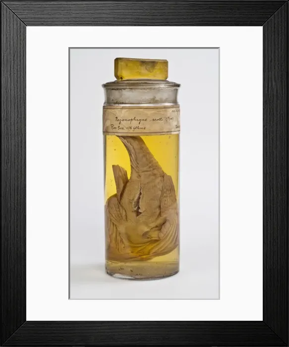 Framed Print : Pogonophryne scotti Framed Print : Pogonophryne scotti