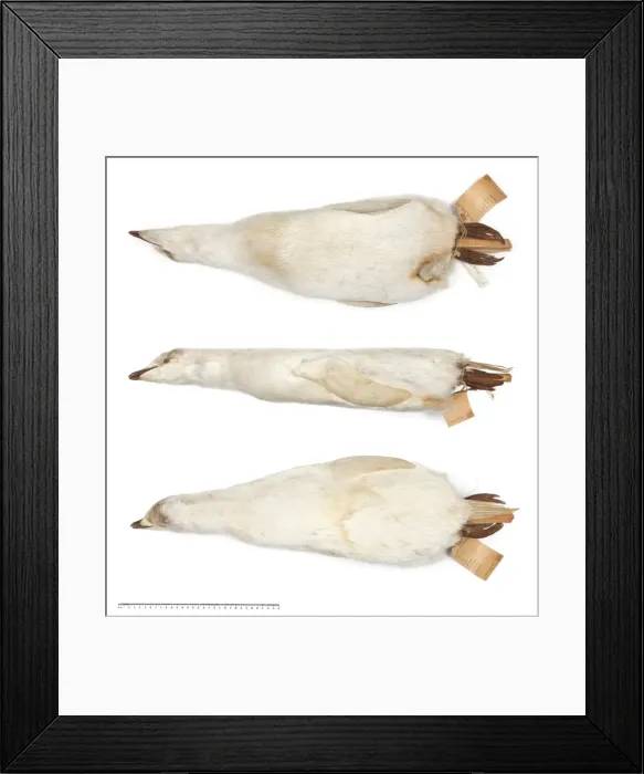 Framed Print : Ad鬩e penguin Pygoscelis adeliae Framed Print : Ad鬩e penguin Pygoscelis adeliae