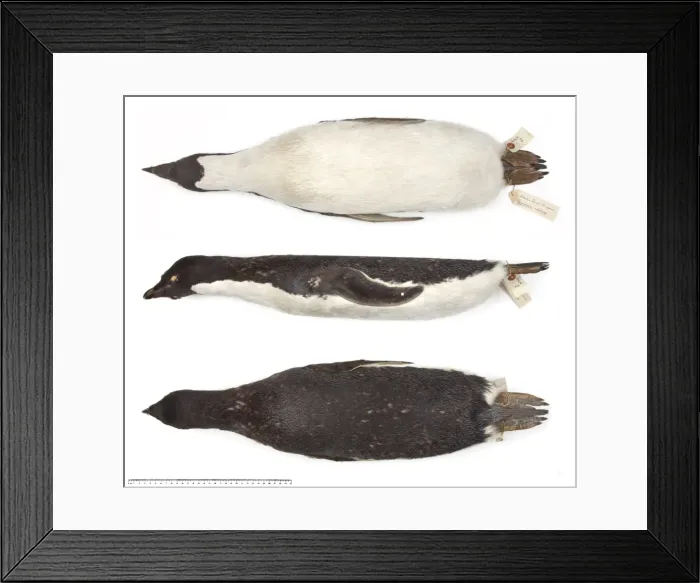 Framed Print : Ad鬩e penguin, Pygoscelis adeliae Framed Print : Ad鬩e penguin, Pygoscelis adeliae