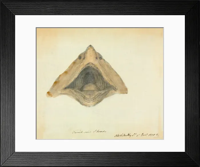 Framed Print : Basking shark Framed Print : Basking shark