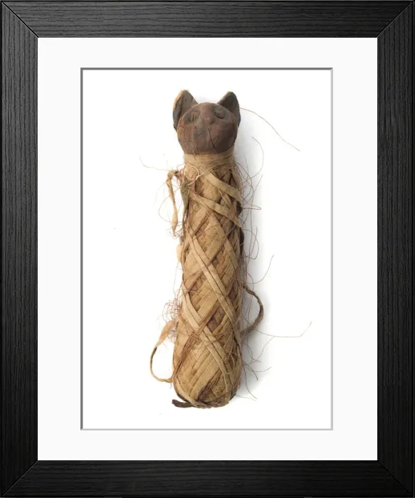 Framed Print : Egyptian mummified cat Framed Print : Egyptian mummified cat