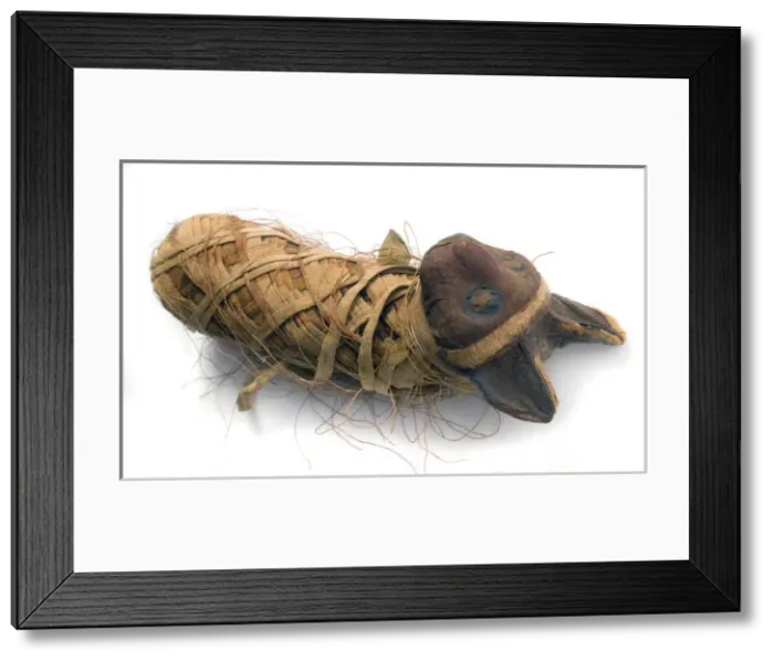 Framed Print : Egyptian mummified cat Framed Print : Egyptian mummified cat