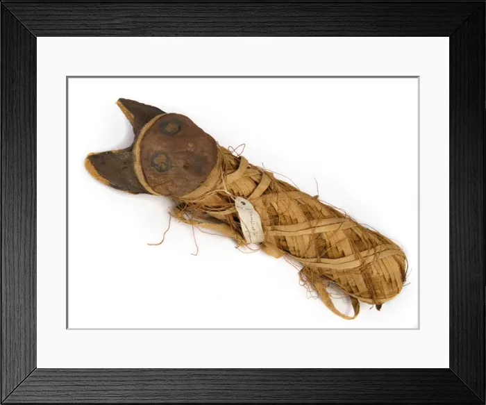 Framed Print : Egyptian mummified cat Framed Print : Egyptian mummified cat