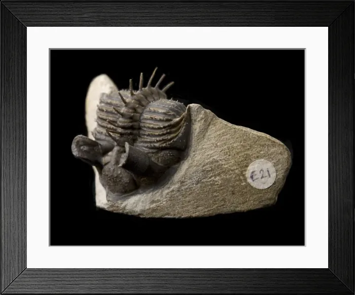 Framed Print : Erbenochile erbeni (Alberti) Framed Print : Erbenochile erbeni (Alberti)