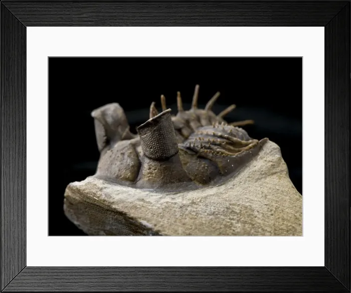 Framed Print : Erbenochile erbeni (Alberti) Framed Print : Erbenochile erbeni (Alberti)