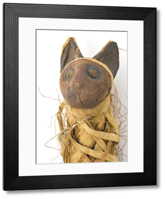 Framed Print : Egyptian mummified cat Framed Print : Egyptian mummified cat