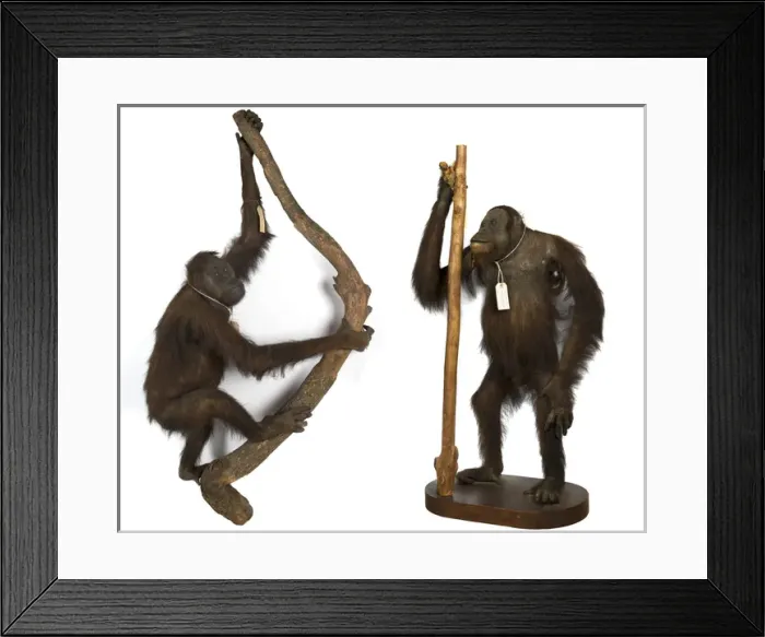 Framed Print : Wallaces Orang Utan Framed Print : Wallaces Orang Utan