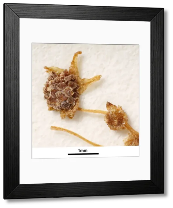 Framed Print : Lacandonia schismatica Framed Print : Lacandonia schismatica