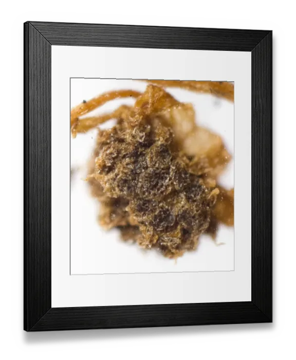Framed Print : Lacandonia schismatica Framed Print : Lacandonia schismatica