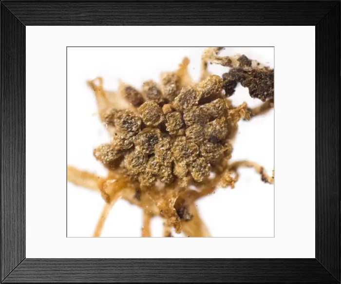 Framed Print : Lacandonia schismatica Framed Print : Lacandonia schismatica