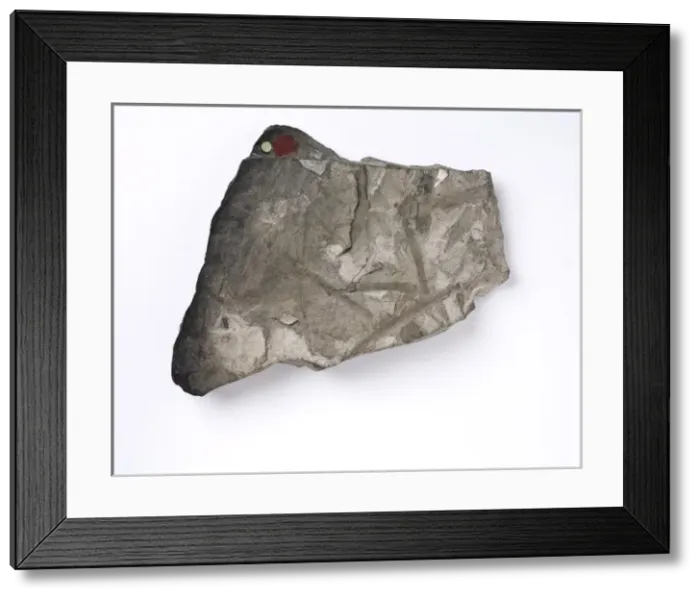 Framed Print : Glossopteris indica, Antarctic fossil leaf Framed Print : Glossopteris indica, Antarctic fossil leaf