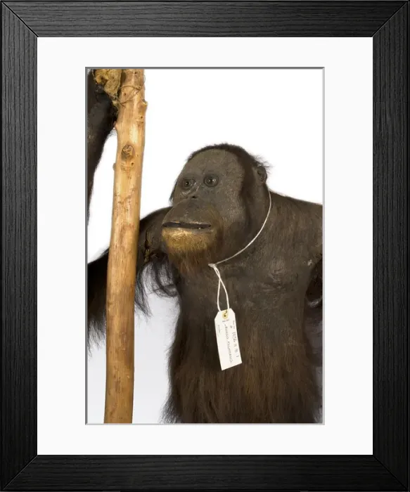 Framed Print : Wallaces Orang Utan Framed Print : Wallaces Orang Utan