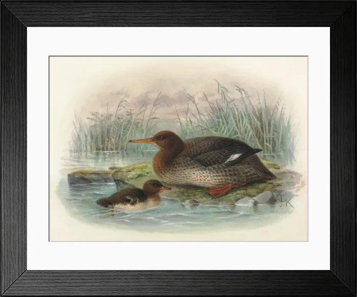 Framed Print : New Zealand Merganser (young and adult) Framed Print : New Zealand Merganser (young and adult)