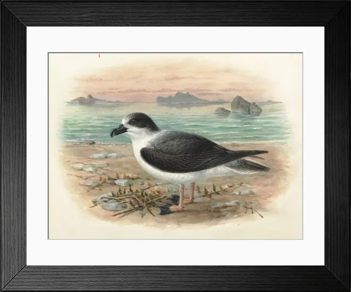 Framed Print : White-naped Petrel, Pterodroma cervicalis Framed Print : White-naped Petrel, Pterodroma cervicalis