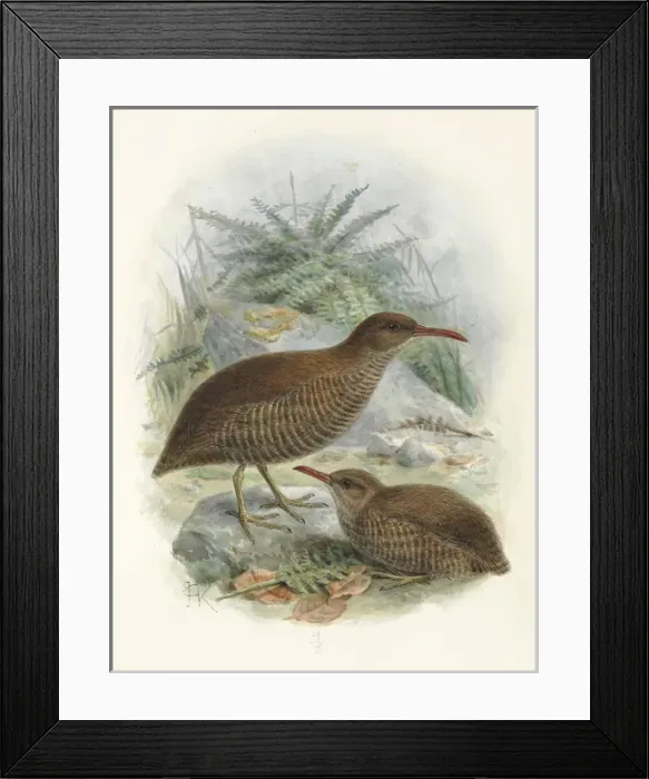 Framed Print : Chatham Island Rail or Matirakahu Framed Print : Chatham Island Rail or Matirakahu