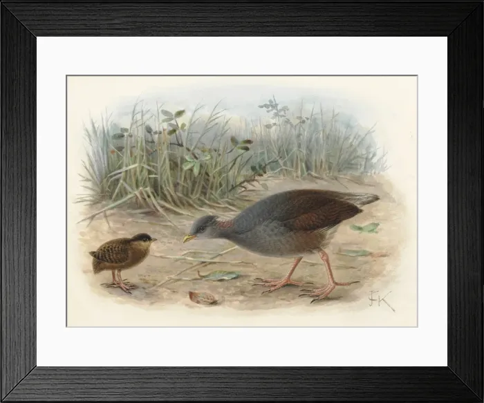 Framed Print : Polynesian Megapode (young and adult) Framed Print : Polynesian Megapode (young and adult)