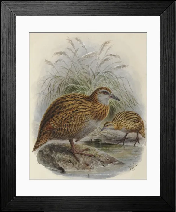 Framed Print : Western Weka and Buff Weka Framed Print : Western Weka and Buff Weka