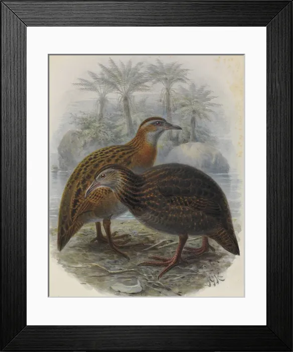 Framed Print : North Island Weka and Western Weka Framed Print : North Island Weka and Western Weka