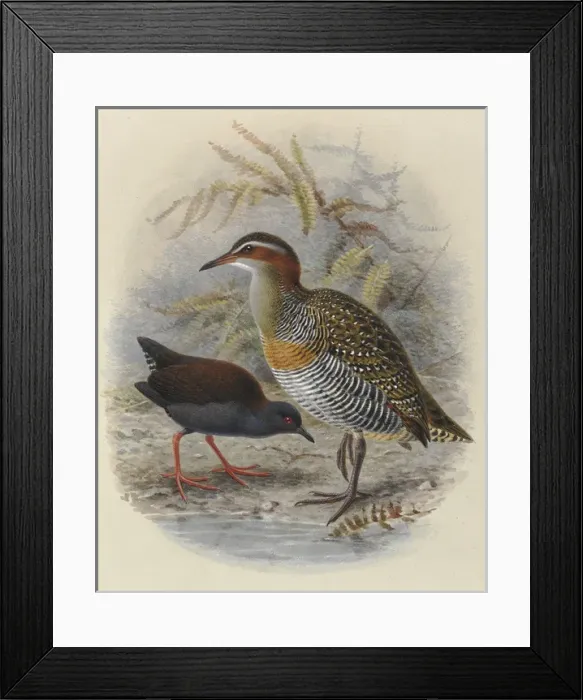 Framed Print : Spottless Crake and Bandd Rail Framed Print : Spottless Crake and Bandd Rail