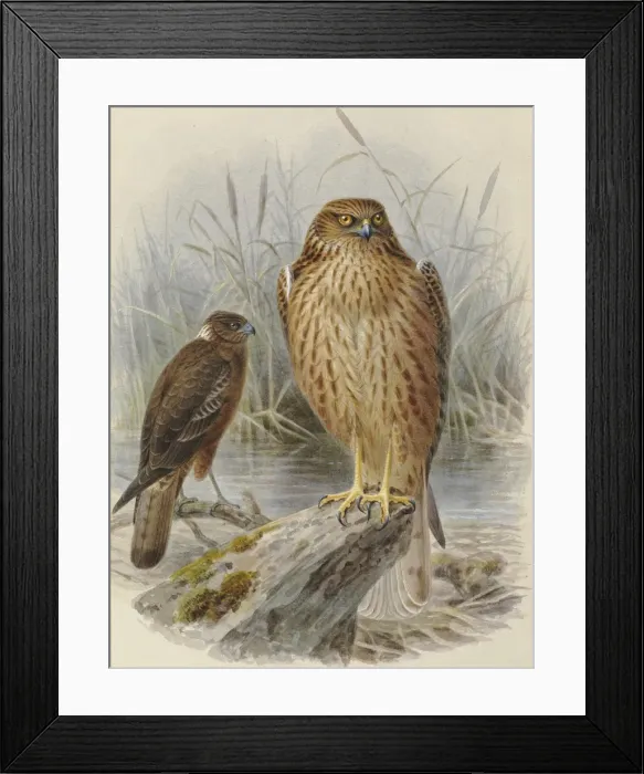 Framed Print : Swamp Harrier Kahu (young and adult) Framed Print : Swamp Harrier Kahu (young and adult)