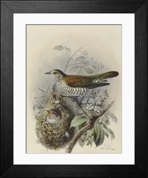 Framed Print : Shining Cuckoo (adult & young in Warbler nest) Framed Print : Shining Cuckoo (adult & young in Warbler nest)