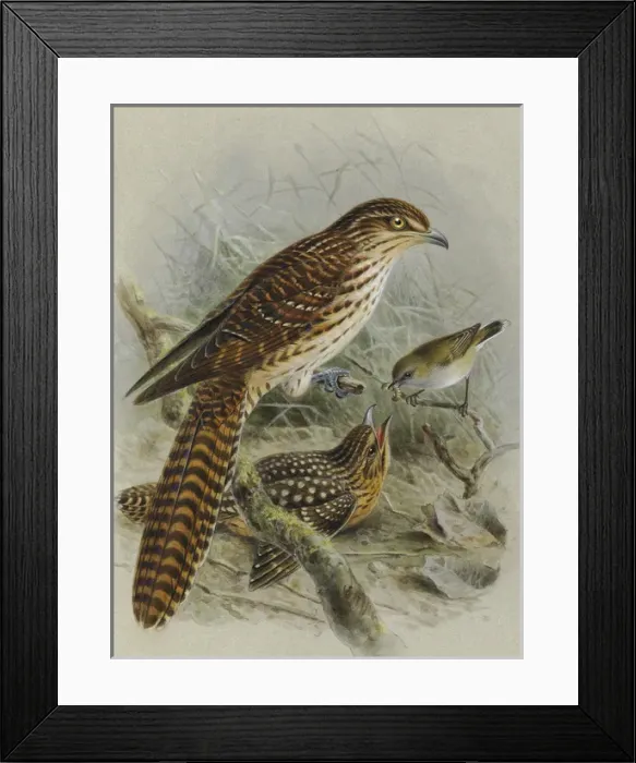 Framed Print : Long-tailed Cuckoo and Grey Warbler Framed Print : Long-tailed Cuckoo and Grey Warbler