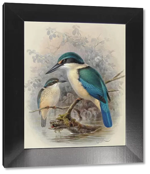 New Zealand Kingfisher (young and adult)