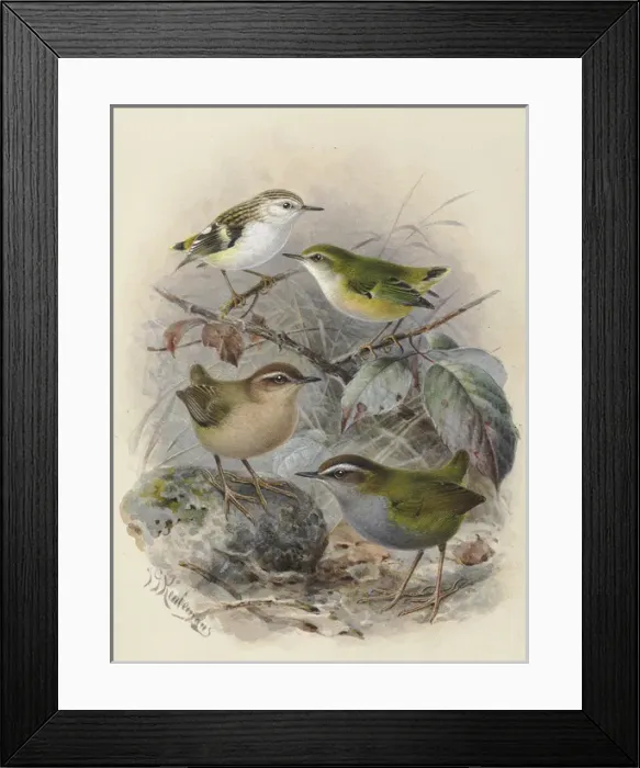 Framed Print : Rifleman, Bush Wren & Rock Wren Framed Print : Rifleman, Bush Wren & Rock Wren