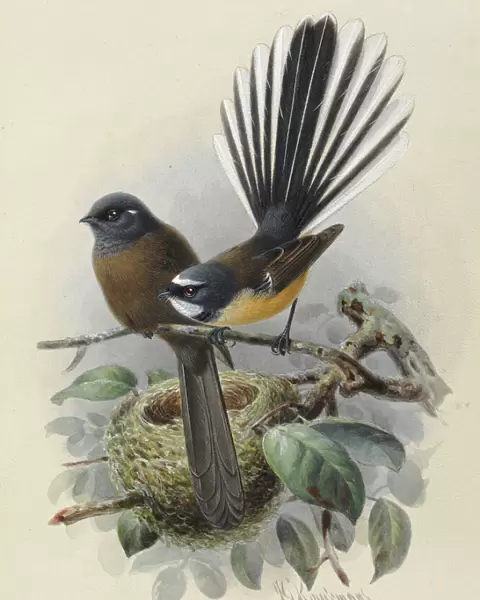 New Zealand Fantail (Melanistic var. on left)