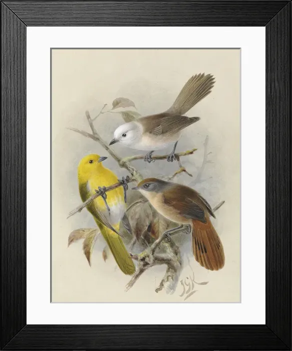Framed Print : Yellowhead, Whitehead, Brown Creeper Framed Print : Yellowhead, Whitehead, Brown Creeper