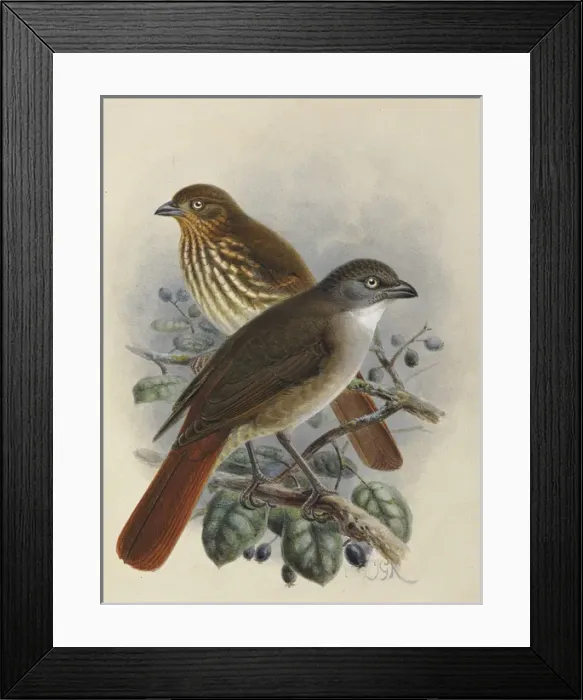 Framed Print : South Island & North Island Piopio Framed Print : South Island & North Island Piopio