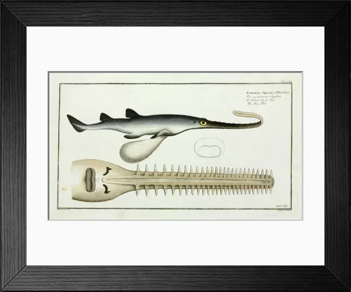 Framed Print : Embrio squali pristis or The Saw fish Framed Print : Embrio squali pristis or The Saw fish