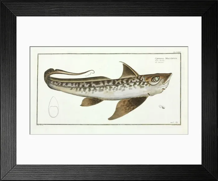 Framed Print : Chimaera monstrosa Framed Print : Chimaera monstrosa