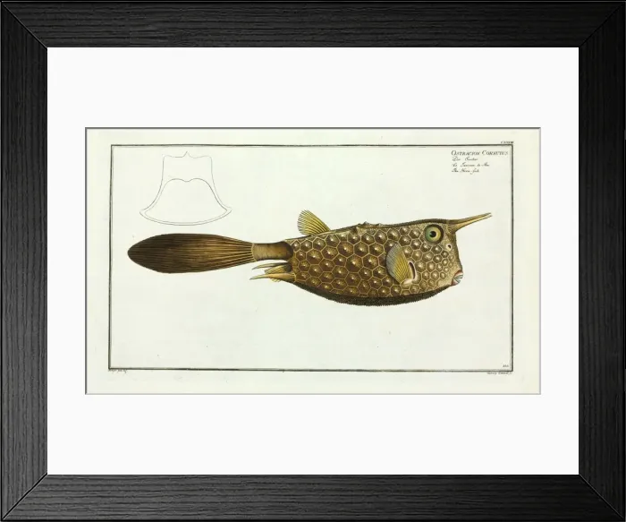 Framed Print : Ostracion cornutus (Lactoria cornuta) Framed Print : Ostracion cornutus (Lactoria cornuta)