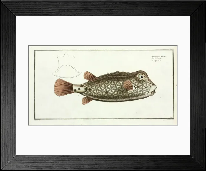 Framed Print : Ostracion nasus (Rhynchostracion nasus) Framed Print : Ostracion nasus (Rhynchostracion nasus)