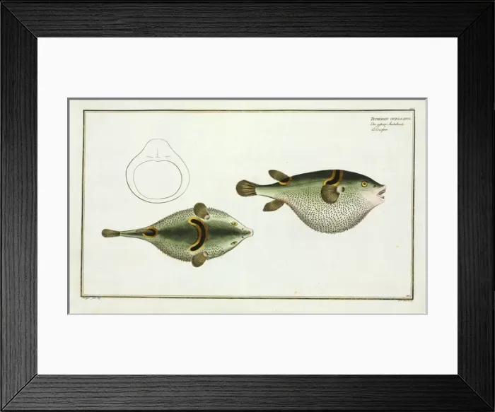 Framed Print : Tetrodon ocellatus (Takifugu ocellatus) Framed Print : Tetrodon ocellatus (Takifugu ocellatus)