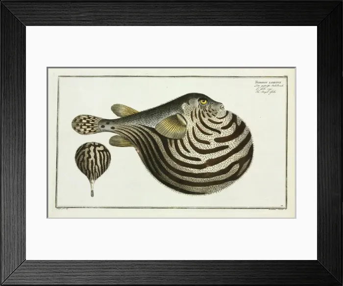 Framed Print : The Striped fish (Arothron stellatus) Framed Print : The Striped fish (Arothron stellatus)