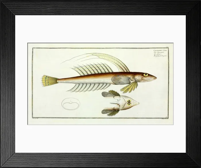 Framed Print : Callionymus lyra or the Gemmeous dragnet Framed Print : Callionymus lyra or the Gemmeous dragnet