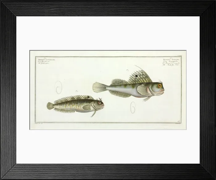 Framed Print : Blennius ocellaris or the Butterfly fish Framed Print : Blennius ocellaris or the Butterfly fish