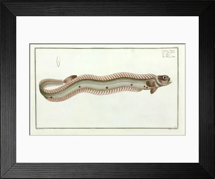Framed Print : Cepola taenia or the Band-fish Framed Print : Cepola taenia or the Band-fish