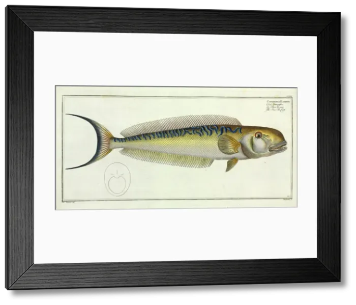 Framed Print : The Sea-Pea-Cock (Malacanthus plumieri) Framed Print : The Sea-Pea-Cock (Malacanthus plumieri)