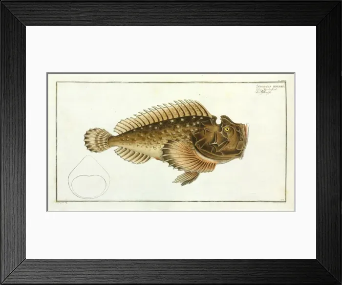 Framed Print : Scorpaena horrida (Synanceia horrida) Framed Print : Scorpaena horrida (Synanceia horrida)